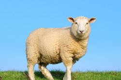 羊年是哪年 羊年分别是哪一年,羊年是哪些年