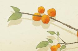 孕妇梦见成熟的黄杏子