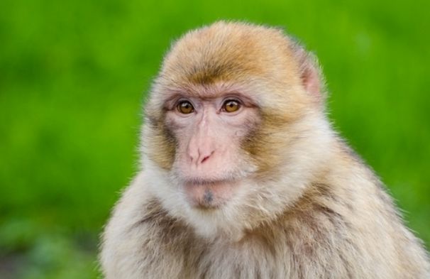 猴的生肖贵人属相是什么