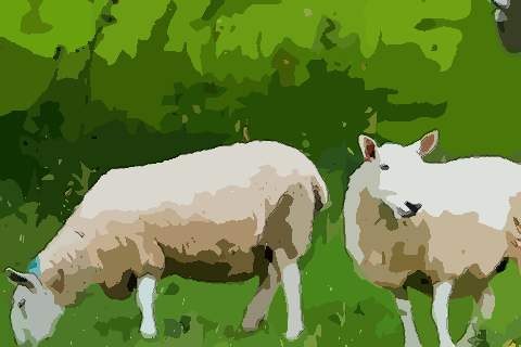 羊和羊相配婚姻如何适合做夫妻吗