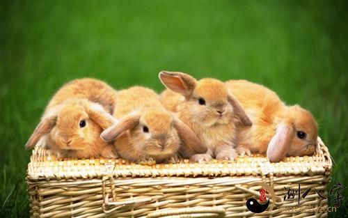 梦见兔子生一窝小白兔
