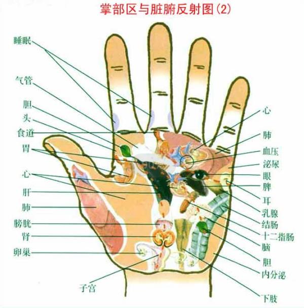 手掌各部位代表什么内脏 详细图解