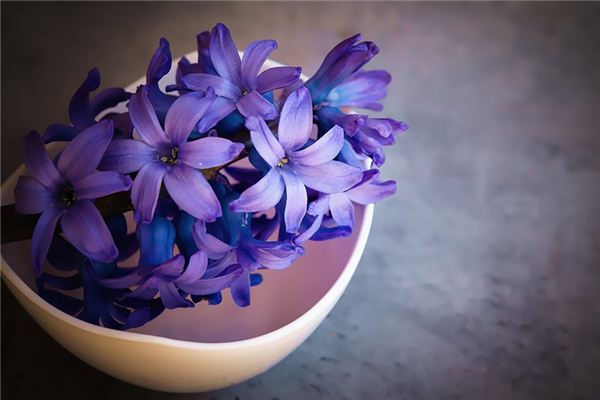 梦到紫色的花