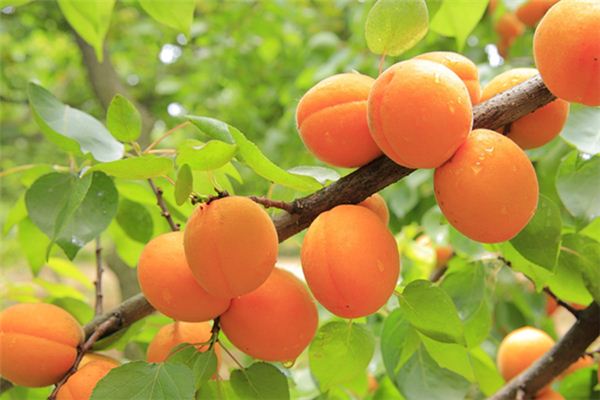 梦见摘杏子是什么意思