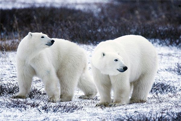 梦见北极熊是什么预兆