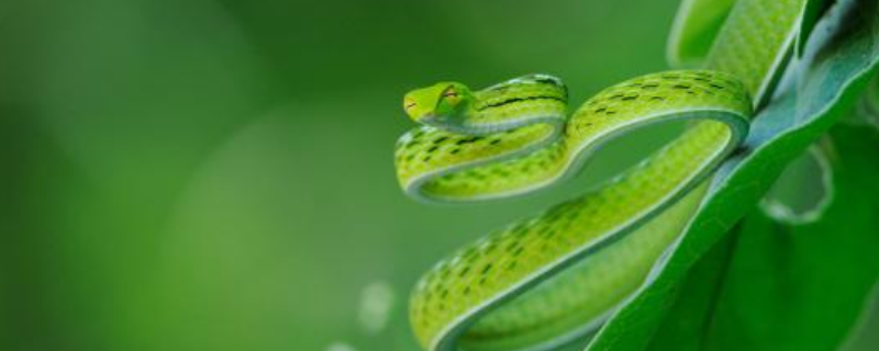 梦见绿色蛇是什么预兆 梦见绿色蛇好不好