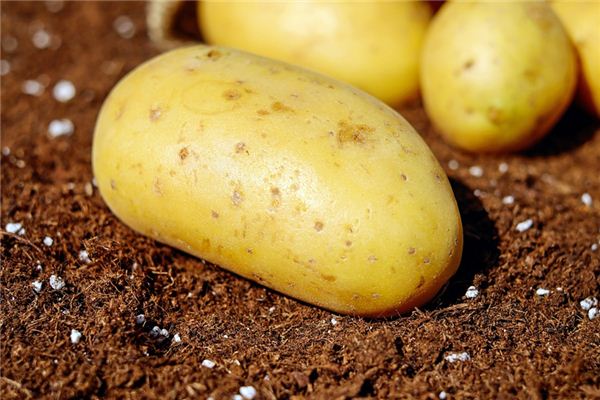 梦见挖土豆是什么意思