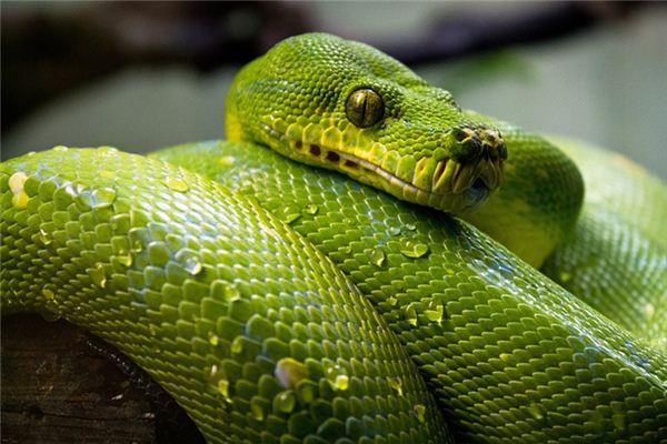 梦见巨大的蛇是什么意思