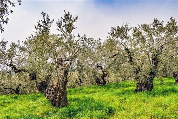 梦见橄榄树是什么意思