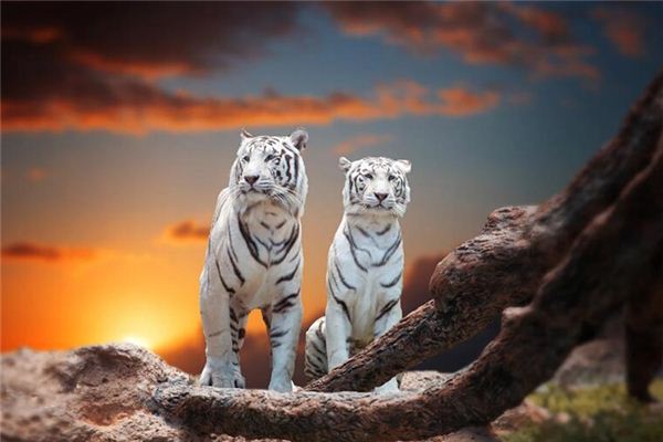 梦见两只老虎是什么意思