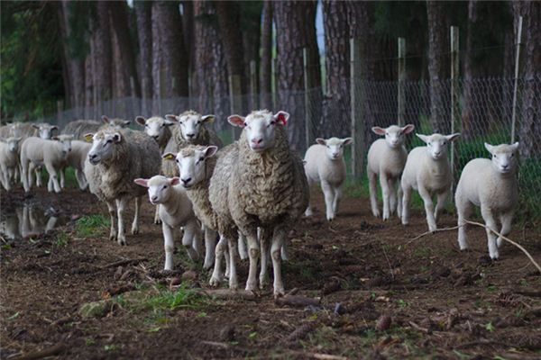 梦见一群羊是什么意思