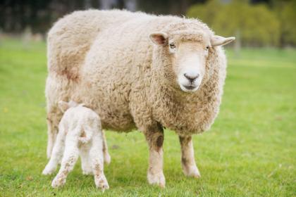今年66岁属什么生肖的 55年属羊是什么羊