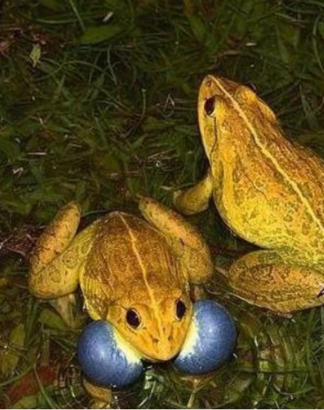 印度的金色青蛙，为什么是金色 金色的青蛙叫什么名字