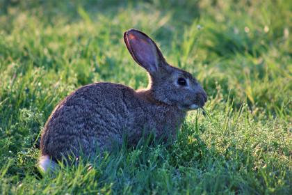有没有属兔的明星 什么名人在兔年出生