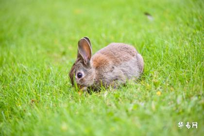 生肖属兔的人在2024年农历六月的运势顺不顺利